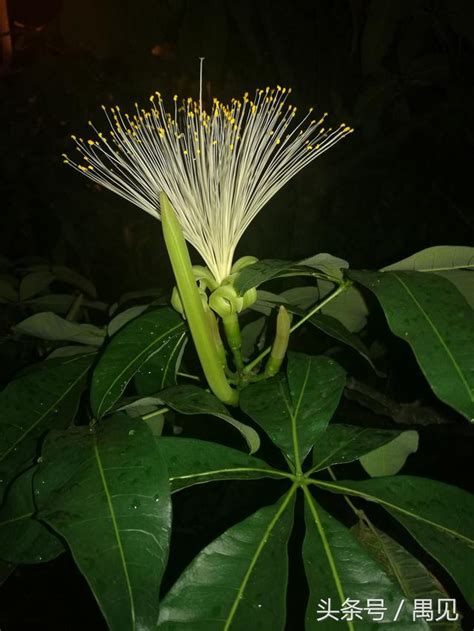 發財樹 開花|你見過「發財樹」開花結果嗎？掌握關鍵1點，樹上掛滿小果子，。